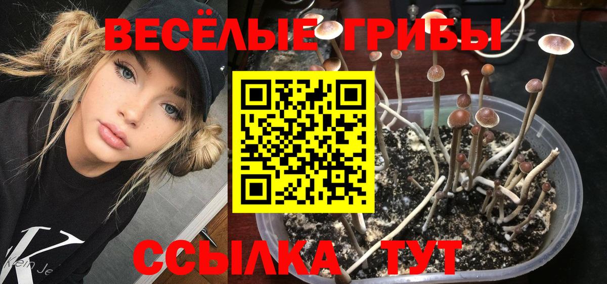 Красноармейск  Псилоцибиновые грибы Psilocybine cubensis  Вход с VPN  Псилоцибиновые грибы мицелий 